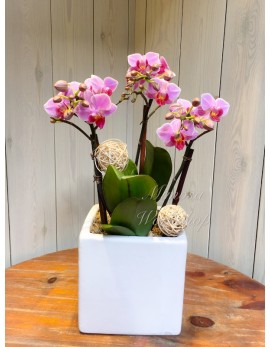 OR517 - 3菖迷你粉紅色蝴蝶蘭及陶瓷花盆